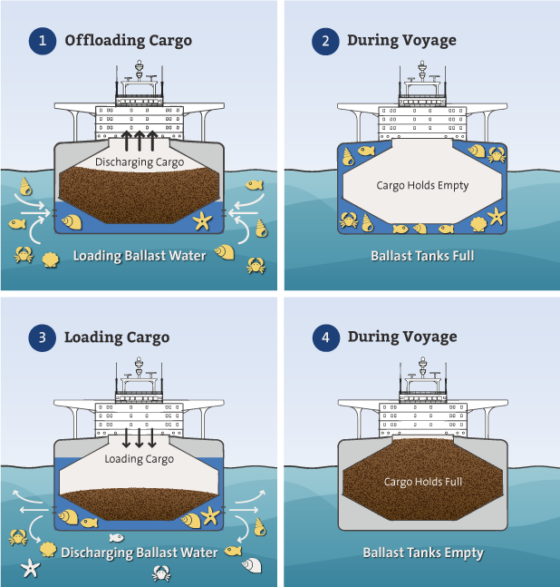 Ballast Water Cycle Diagram